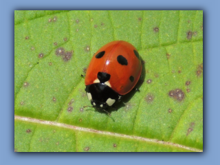 7-spotted Ladybird. Hetton Park. 15th August 2023.jpg